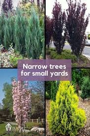 One bonus is that it blooms with small white flowers in spring, that butterflies flock to. Narrow Trees For Small Yards That Pack A Punch Pretty Purple Door Front Yard Landscaping Design Backyard Trees Privacy Landscaping