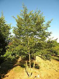 epingle sur trees