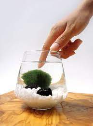 Marimo Pet In The Arctic Sea Etsy Marimo Marimo Moss Ball Marimo Moss