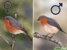 The robin's nest is an open cup of grass and twigs held together with a thick layer of mud and lined with fine dry grass. 3 Ways To Tell A Male Robin From A Female Robin Wikihow