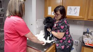 A lifetime of excellent veterinary care in dallas, tx in august 1999, rutherford veterinary hospital was recognized and registered as both a county and state histori cal landmark. Veterinarian In Powder Springs Ga Dallas Highway Animal Hospital