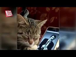 Muslum Gurses Dinleyen Kedi Youtube
