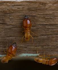 Bulwark exterminating, pest arrest, pest prevention plans, llc, mosquito squad, waterloo pest management. Wecome To Lady Bug Termite And Pest Services In Amarillo