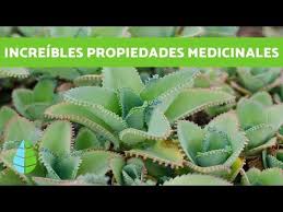 Planta Kalanchoe Cuidados Y Para Que Sirve Guia Y Video En 2020 Cuidado De Plantas Plantas Consejos De Jardineria