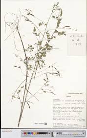 Image result for Tricliceras lobatum