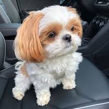 We love the breed and pride ourselves with continually breeding sound and secure companions… the care and conditions of our dogs are paramount to us. 11 Best Miniature Shih Tzu Puppies For Sale Ideas Shih Tzu Puppy Shih Tzu Miniature Shih Tzu
