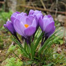 Pin By Margaret Darby 2 On Gardening Crocus Flower Spring Flowers Flowers Nature