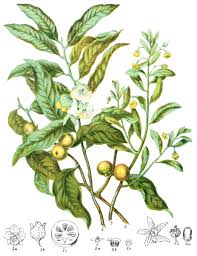 Image result for Ebenaceae