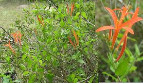 Image result for Anisacanthus