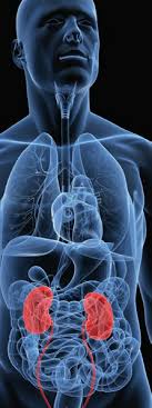 Der erwachsene CKD Patient