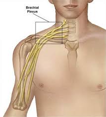 Image result for Axillary Nerve Block
