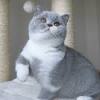 Lilac Colourpoint British Shorthair