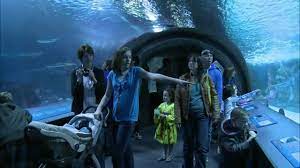 Maybe you would like to learn more about one of these? Newport Aquarium Youtube