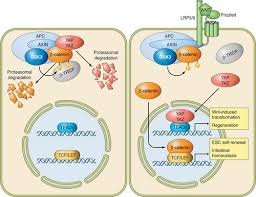 Our cnc lathes can be used in. The Biology Of Yap Taz Hippo Signaling And Beyond Physiological Reviews