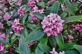 Long wands of unscented lilac flowers in late spring before the plant leafs out. Daphne Shrubs Plant Care And Growing Guide