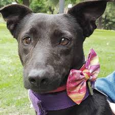 We did not find results for: Lady Gaga Alias Piltrafa Hoy No Mascotas En Adopcion Argentina Facebook