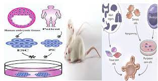 Check spelling or type a new query. 3d Cell Culture Organoids Vs 2d Cell Culture Models Vs Animal Models Download Scientific Diagram