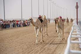 קרא את כל 13 חוות הדעת. Qatar Al Shahaniya Camel Race Finish Line Kai Henrik Barth Photography