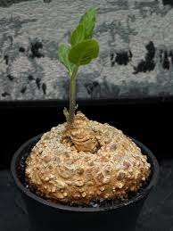 Image result for Dorstenia cuspidata