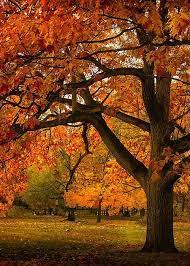 Pin On Colors Of Autumn