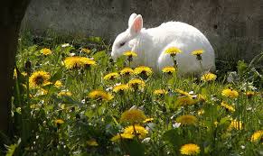 The oxalic acid tends to block the absorption of calcium and other minerals and may be linked to the formation of kidney stones if your rabbit eats too much. Plant A Bunny Garden Food You Can Grow For Your Pet Rabbit Exotic Animal Supplies