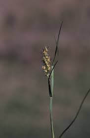 Image result for Cenchrus incertus