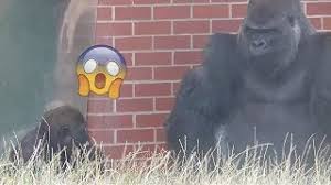 Check spelling or type a new query. Frustrated Gorilla Takes It Out On Son Youtube