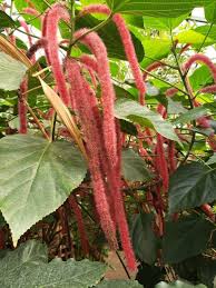 Image result for Acalypha fimbriata