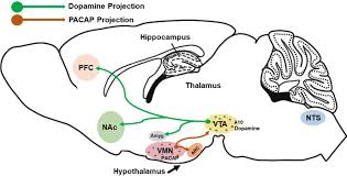 Frontiers | The PACAP Paradox: Dynamic and Surprisingly Pleiotropic Actions  in the Central Regulation of Energy Homeostasis