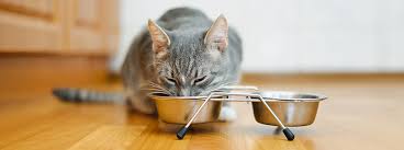 There are any number of things that might cause an older cat to have weight loss. Feeding A Pregnant Cat Tips Advice Purina
