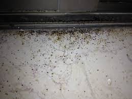 Warmer weather brings myriad joys into our lives, including throwing open the windows to let in some fresh air. Black Mold On Bathroom Window Sill Mold Help Org The World S Largest Toxic Mold Web Site