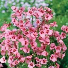 Image result for Diascia