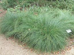 Image result for Carex