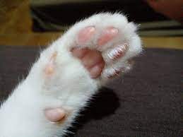 I have always loved kitty toes, but Sifs little pink toes are on another  level : rcats
