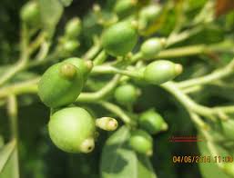 Image result for Alangium chinense