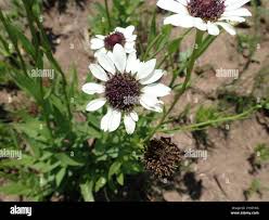 Image result for Callilepis laureola