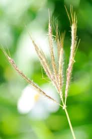 Image result for Ischaemum roseotomentosum