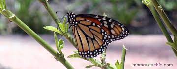 Pin On Monarch Butterfly Mariposa Monarca