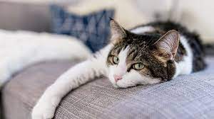 One of the best ways to give your cat their own personal space is with a cat tree. How To Remove Dog And Cat Fur From Clothes Upholstery