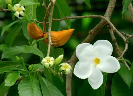 Image result for Tabernaemontana