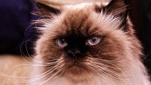 The himalayan cat is a cross between a persian cat and a siamese cat. Himalayan Cat A Guide To The Breed The Happy Cat Site