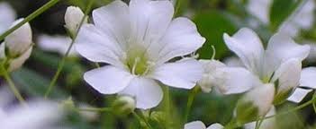 Baby's breath is a perennial herb. Baby S Breath Gypsophila Elegans Covent Garden