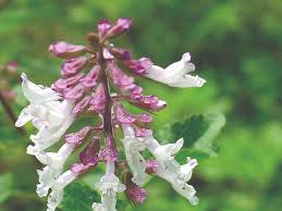 Image result for Orthosiphon thymiflorus