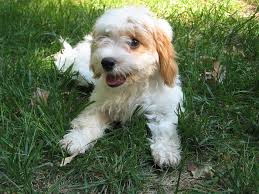 We strive to provide adorable, healthy, family pets. Cavapoo Cavoodle Breed Information And Pictures Dogs Breed Usa