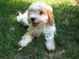If you need to be sure that your cavapoo puppy will be small, a. Cavapoo Cavoodle Breed Information And Pictures Dogs Breed Usa