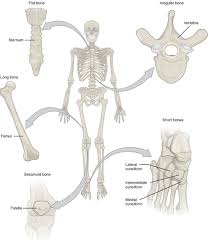 bone classification and structure anatomy and physiology