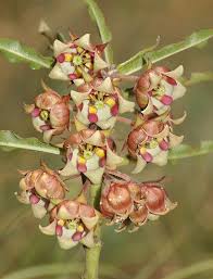 Image result for Pachycarpus appendiculatus