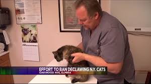 Now in our 23 year of providing quality. N Y Could Be First State To Ban Declawing