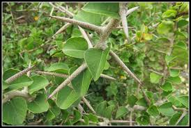 Image result for Scolopia