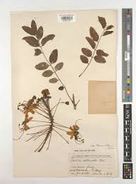 Image result for Cassia abbreviata